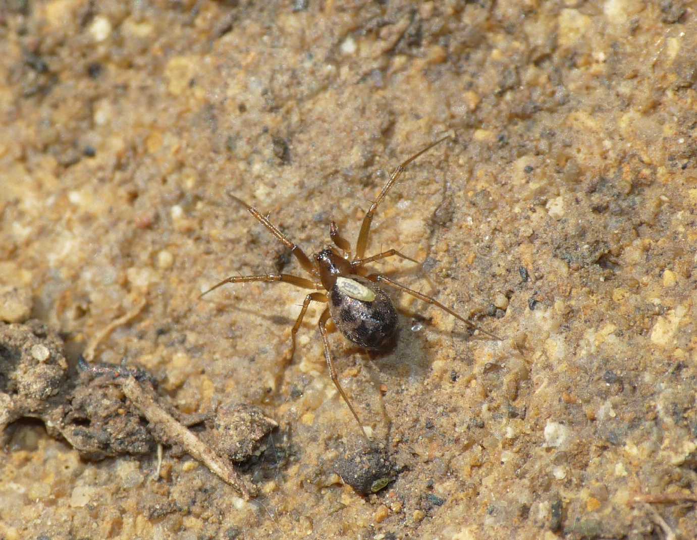 Ragnetto parassitato?